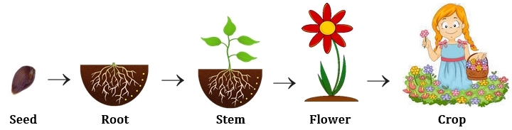 logical sequence questions and answer for ssc cgl tier1, 2015 ssc cgl questions answer of logical sequence of words