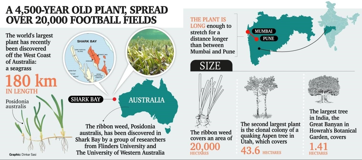 World's largest plant is a vast seagrass meadow in Australia Daily Current Affairs @ abhipedia Powered by ABHIMANU IAS