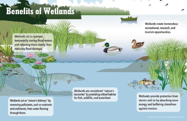 Water | Free Full-Text | Heavy Metal Contamination in Surface Water of  Harike Wetland, India: Source and Health Risk Assessment