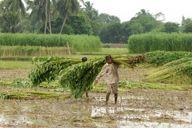 Neighbour's envy: India's jute economy is faltering while Bangladesh's is  flourishing; here's why