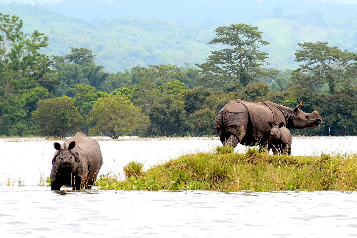 Biodiversity of Assam – Flora & Fauna Web Notes @ abhipedia Powered by  ABHIMANU IAS