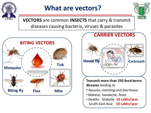what are vectors of diseases